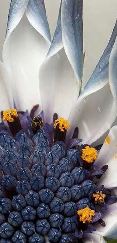 Close-up view of a vibrant blue and white flower with detailed textures.