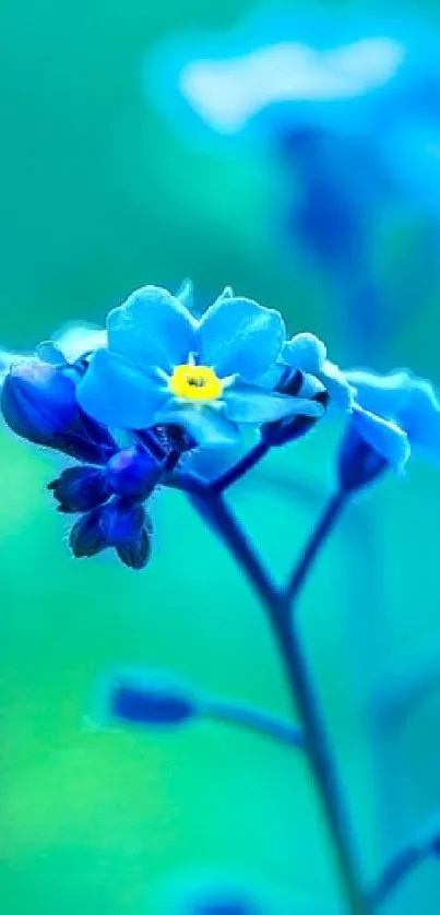 Vivid blue flowers in a serene cyan background, perfect for mobile wallpaper.