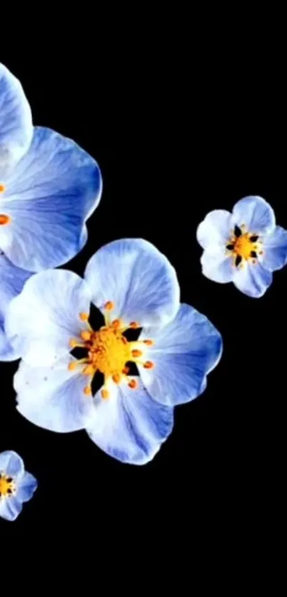 Elegant blue flowers on a black background wallpaper.