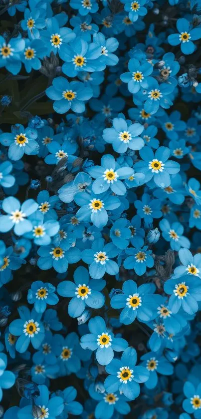 Beautiful blue forget-me-not flowers mobile wallpaper.