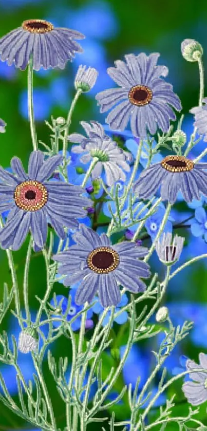 Blue daisies with green stems on a vibrant blue background wallpaper.