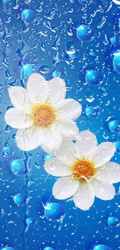 Blue background with white daisy flowers and water droplets design.