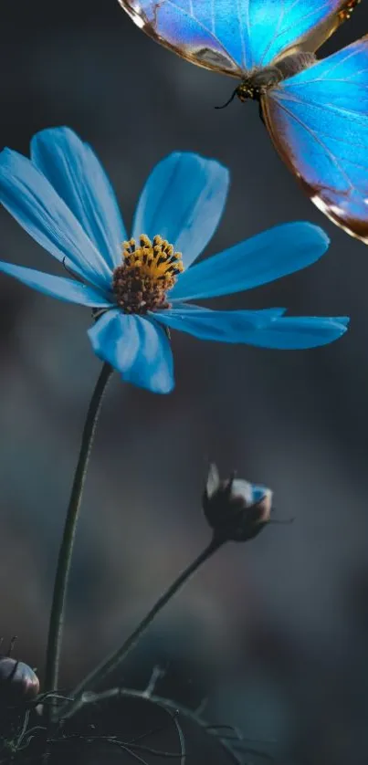 Blue flower with butterfly on dark background in nature wallpaper.