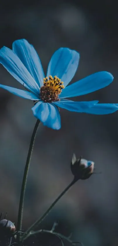 Blue flower with dark background mobile wallpaper.