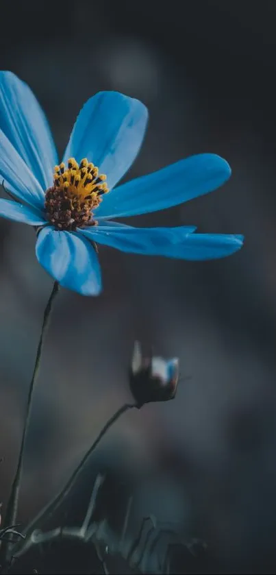 Blue flower with dark background mobile wallpaper.