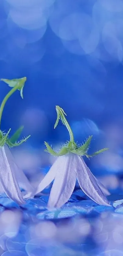 Delicate white flowers on a blue bokeh background.