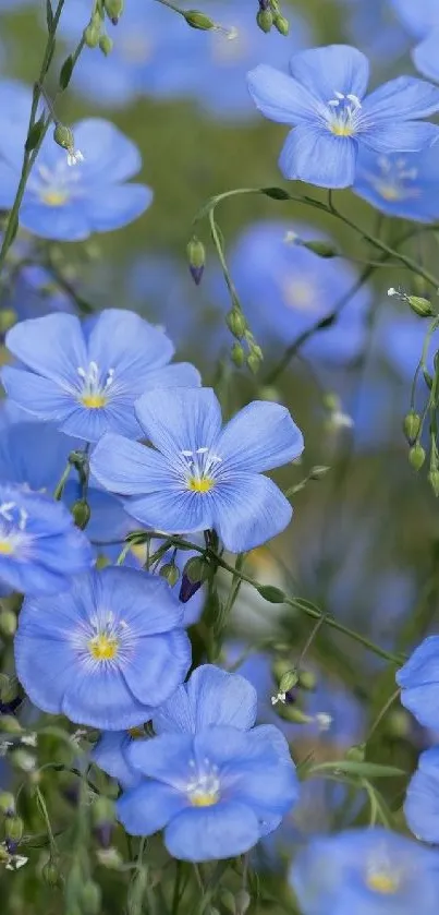 Beautiful blue flowers field wallpaper for mobile.