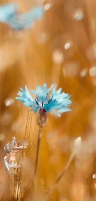 A mobile wallpaper with a blue flower in a golden field.