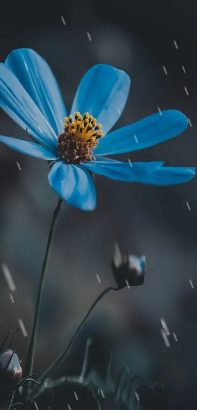 Elegant blue flower with raindrops on a natural dark background.