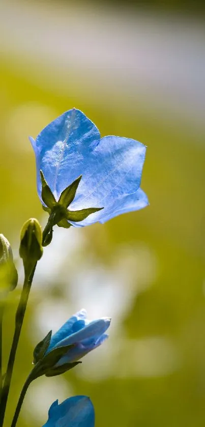 Blue flower illuminated by sunlight with soft green background.