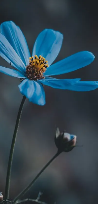 A striking blue flower on a dark background mobile wallpaper.