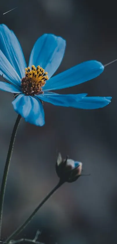 Beautiful blue flower on a dark background.