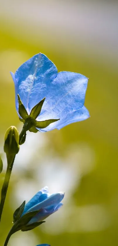 A delicate blue flower with a green blurred background, perfect for mobile wallpaper.