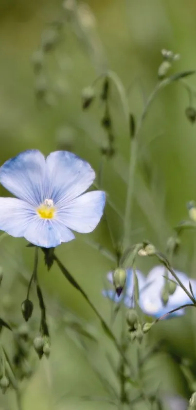 Delicate blue flower with lush green background.