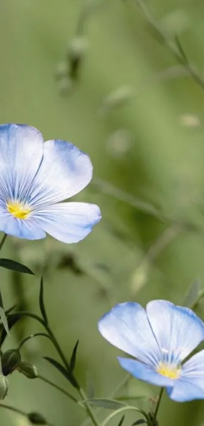 Serene blue flowers with green backdrop for mobile wallpaper.