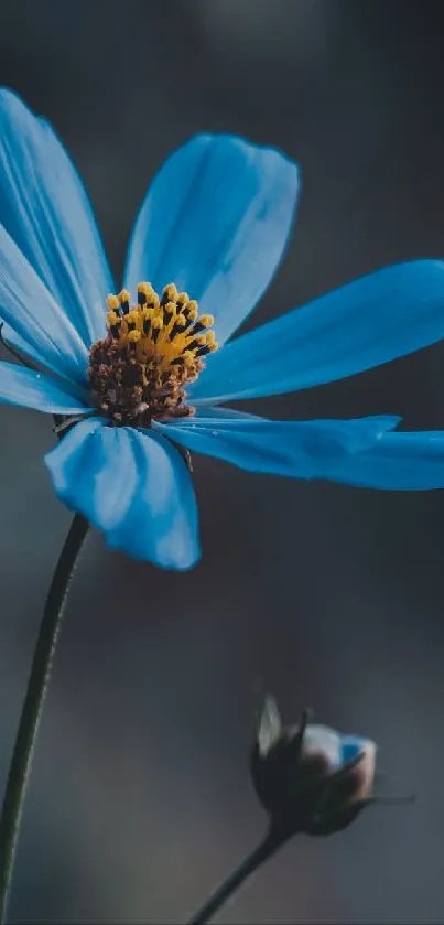 Beautiful blue flower on a dark background, perfect as phone wallpaper.