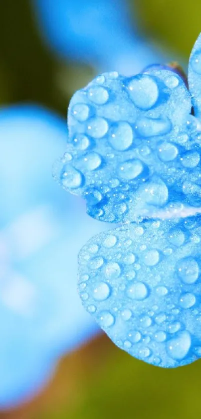 Close-up of a blue flower with raindrops.