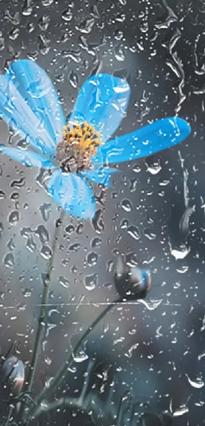 Serene blue flower with raindrops on glass, creating a calming effect.