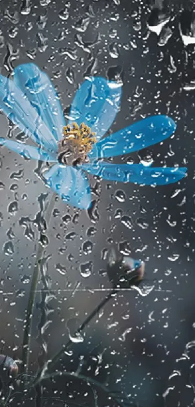 Blue flower with raindrops on a mobile screen wallpaper.