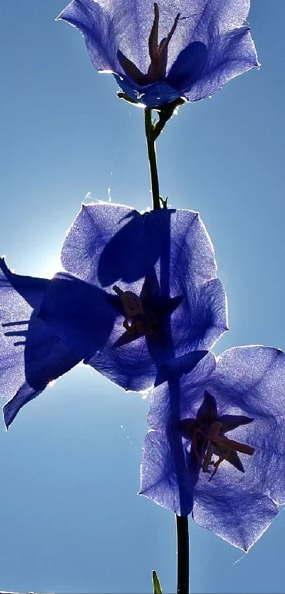 Silhouette of blue flowers against a bright sky for a mobile wallpaper.