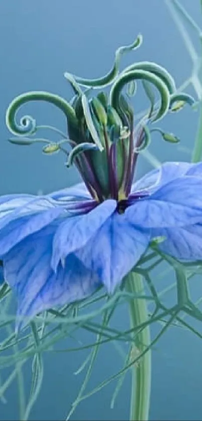 Stunning blue flower with green stems on a calming background.