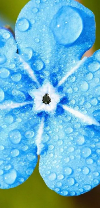 Close-up of a blue flower with water droplets on petals.