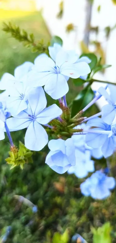 Serene mobile wallpaper with blue flowers and green grass