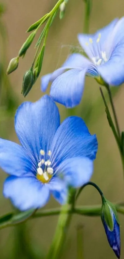 Close-up of vibrant blue flowers with green stems.