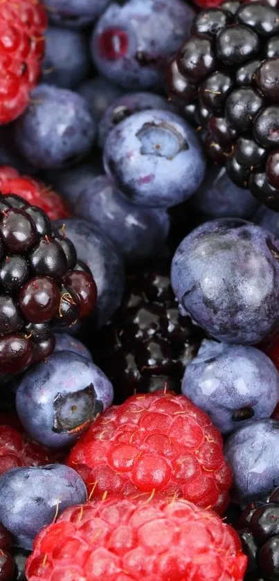 Blue Food Fruit Live Wallpaper