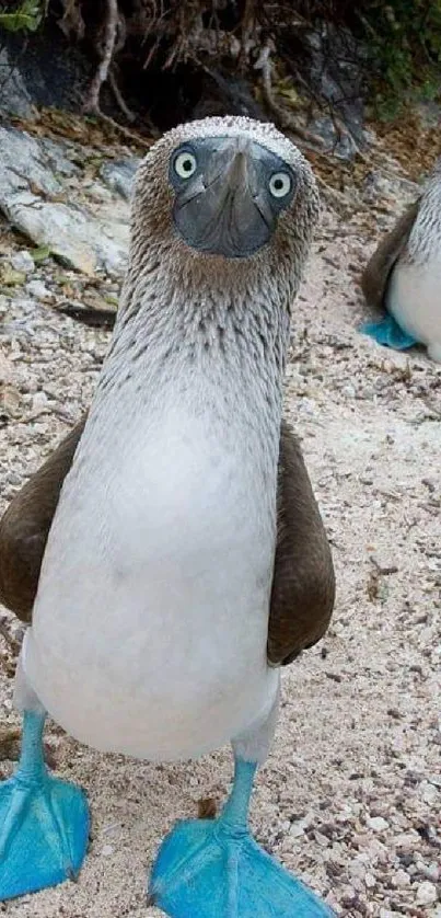 Blue-footed booby on a sandy and rocky beach.