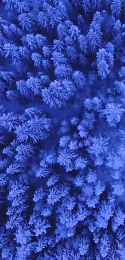 Aerial view of a blue snow-covered forest.