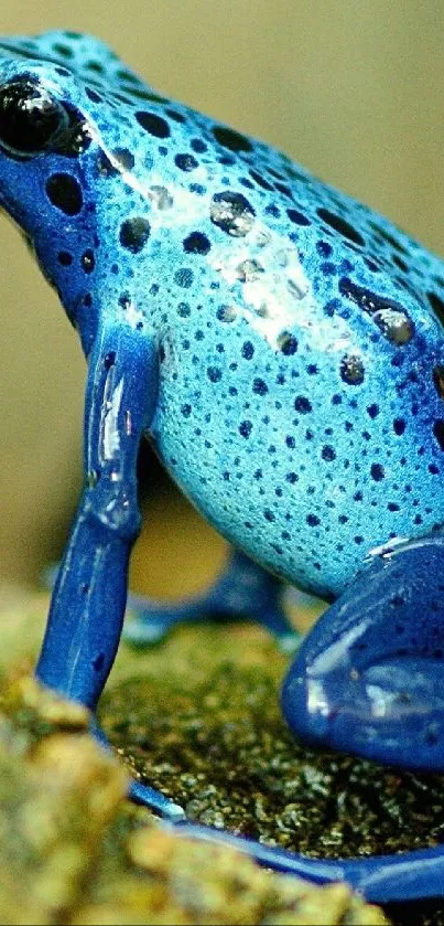 Vibrant blue poison dart frog on rock, nature wallpaper.