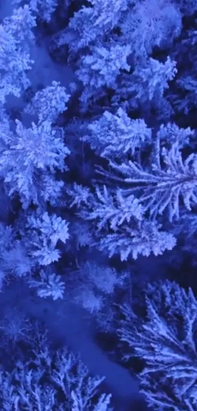 Aerial view of a blue, frosted forest.