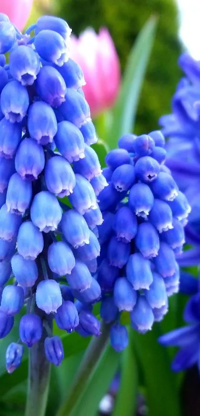 Blue grape hyacinth blossoms in vibrant detail on a mobile wallpaper.