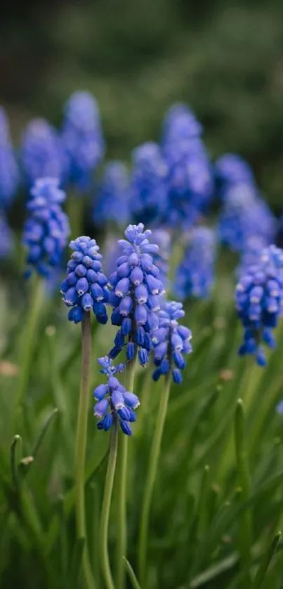 Close-up view of blue grape hyacinths with green leaves in a natural setting.
