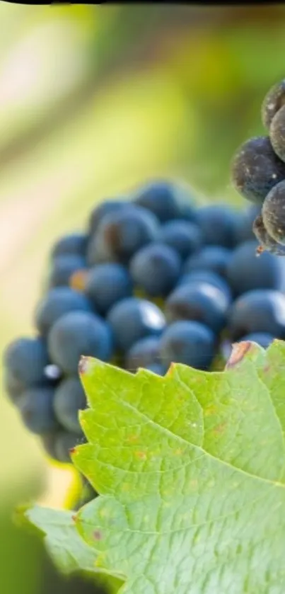 Blue grape cluster with green leaves in vineyard.