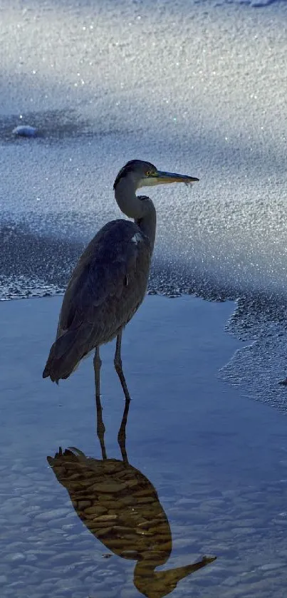 Blue heron in icy winter setting with reflection in water.
