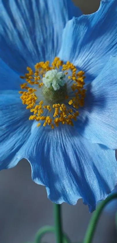 Blue Himalayan poppy flower in bloom, nature wallpaper.
