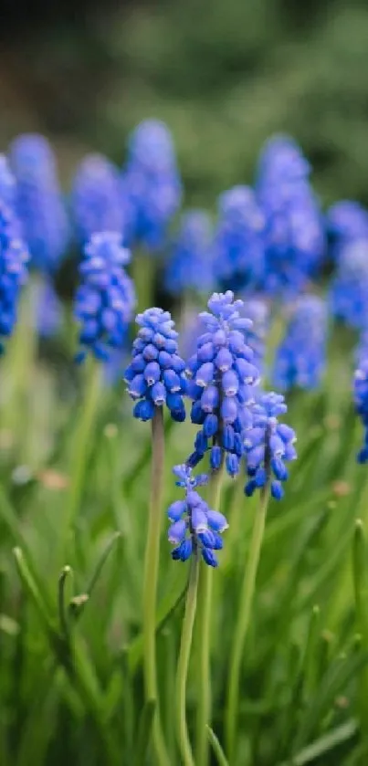 Vibrant blue hyacinths with green stems in a beautiful mobile wallpaper.