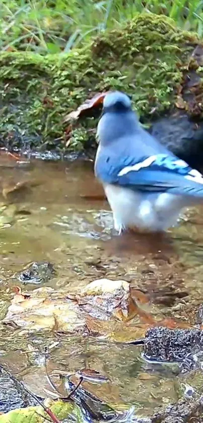 Blue Jay bird standing in a forest stream.