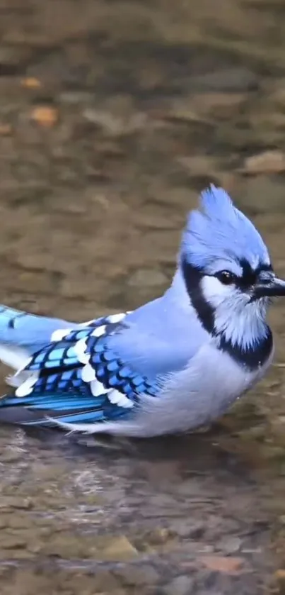 Blue Jay bird with vibrant blue feathers in a natural setting.