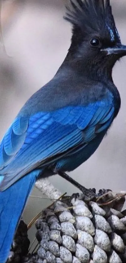 Blue jay perched on a pinecone against a dark background.