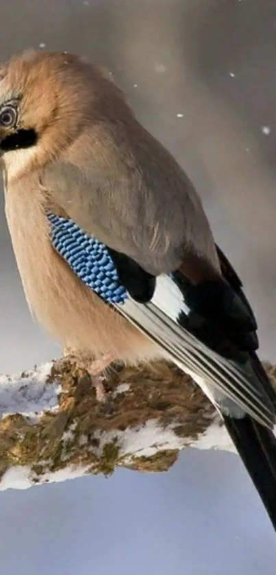 Blue jay perched on snowy branch in winter setting.