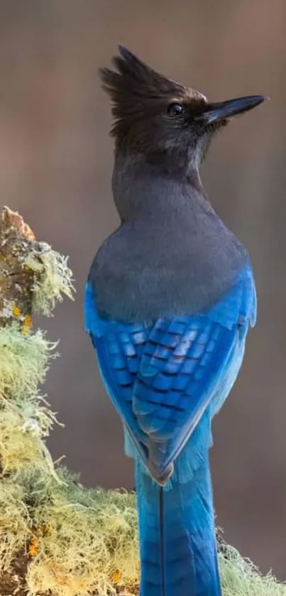 Blue jay perched on lichen-covered branch.