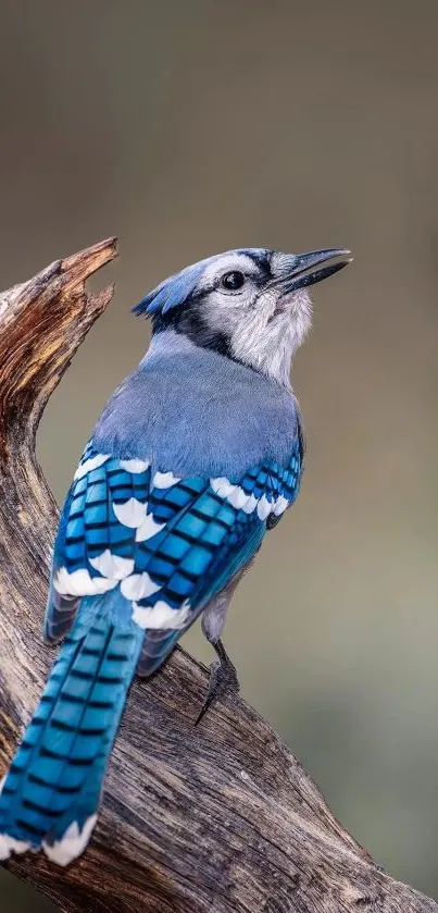 Blue jay perched on a branch, featuring vibrant blue feathers.