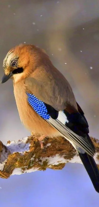 Blue Jay perched on snowy branch in winter scene.