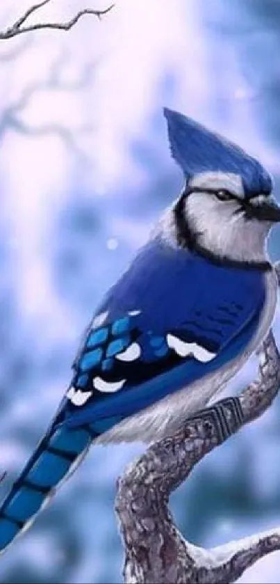 Majestic blue jay perched on a frosty branch in a winter setting wallpaper.