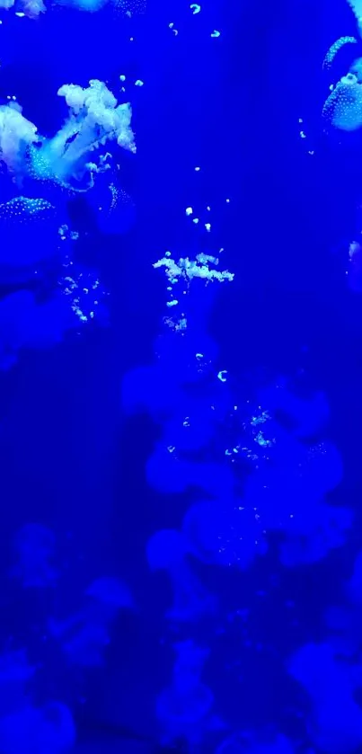 Vibrant blue jellyfish swimming in an aquarium, creating a tranquil ambiance.