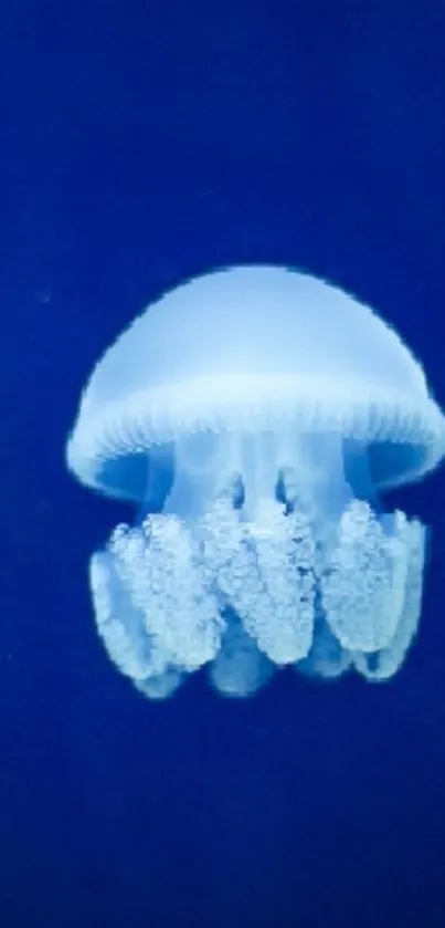 A serene blue jellyfish floating against a deep blue background.