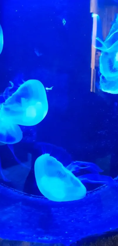 Glowing blue jellyfish swimming in deep ocean.